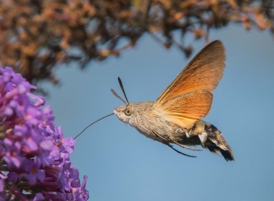 Hummingbird Moth
